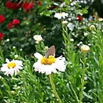 Kas Doga Park Hotel *