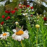 Kas Doga Park Hotel Kaş