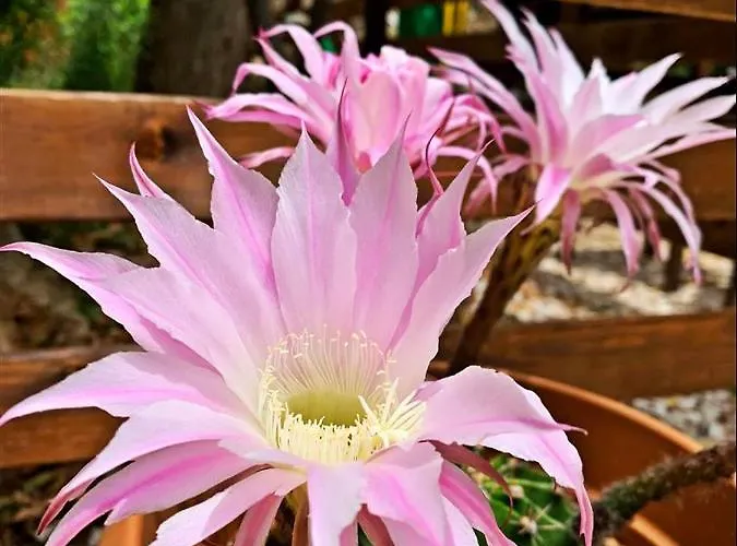 Kas Doga Park Hotel Bed and breakfast *