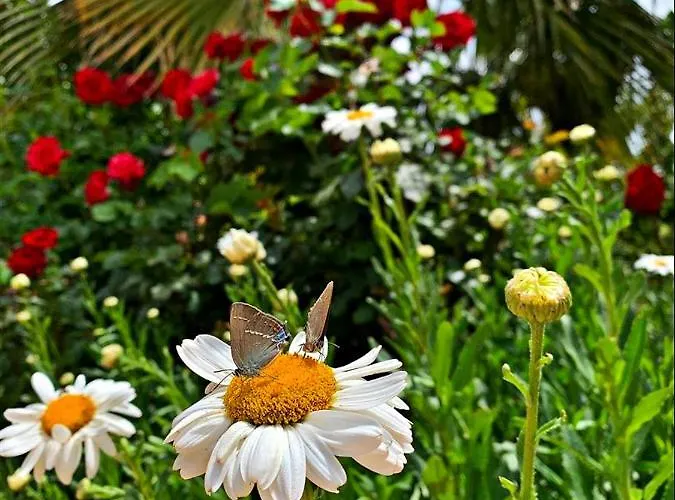 Kas Doga Park Hotel Kaş