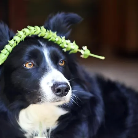 Kas Doga Park Hotel Отель типа 