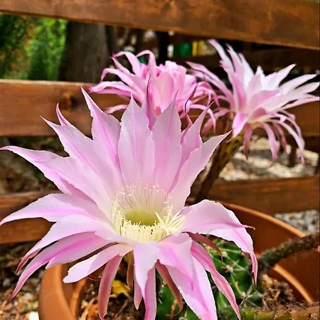 Kas Doga Park Hotel Отель типа 