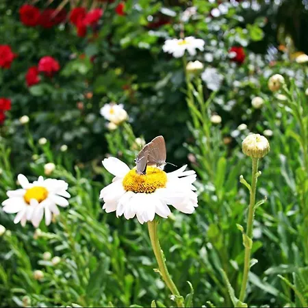 Kas Doga Park Hotel *