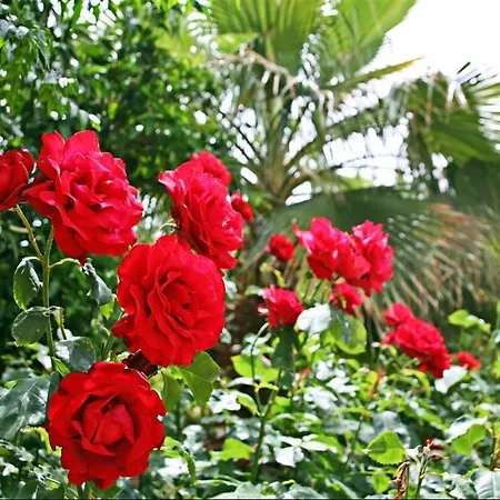 Kas Doga Park Hotel * קס