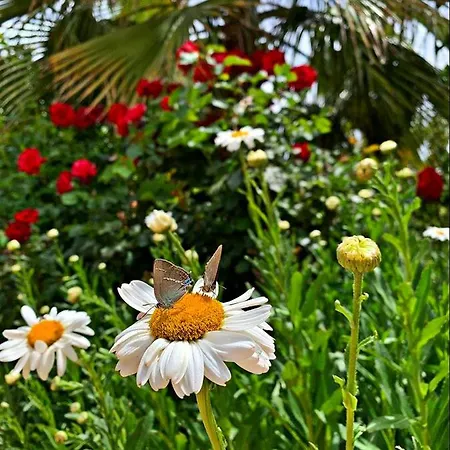 Kas Doga Park Hotel Каш